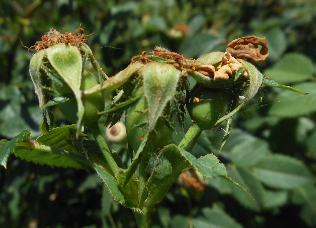 Rosa squarrosa / Rosa pustolosa